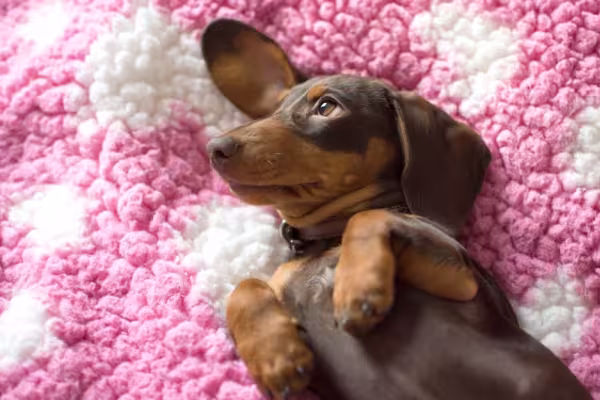 Dachshund filhote deitado em tapete rosa e branco