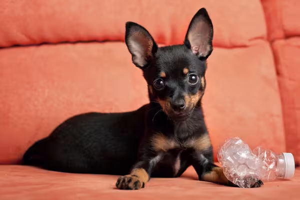 Pinscher filhote deitado em sofá vermelho