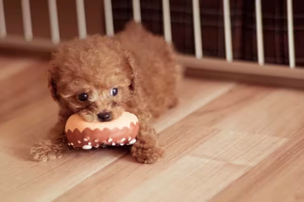 Poodle filhote marrom com mordedor