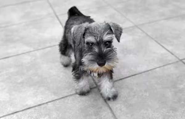 Schnauzer filhote andando