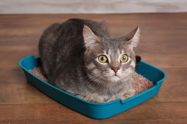 O instinto selvagem pode explicar porque o gato enterra suas fezes