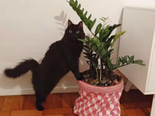 Mendel é o irmão da Marie e ele gosta de explorar e seguir sua humana pela casa o dia inteiro!