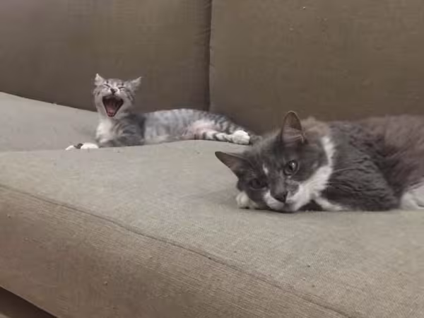 Gato filhote e adulto: o Cafuné e a Bleach hoje convivem muito bem