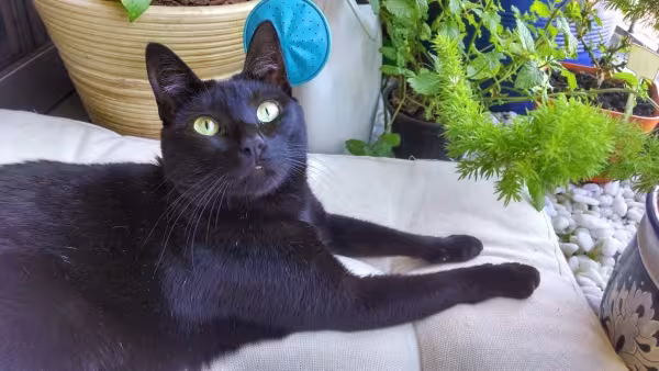 Pipoca é a rainha da casa, cheia de manias e muito carinhosa. Tudo tem que ser como ela quer!