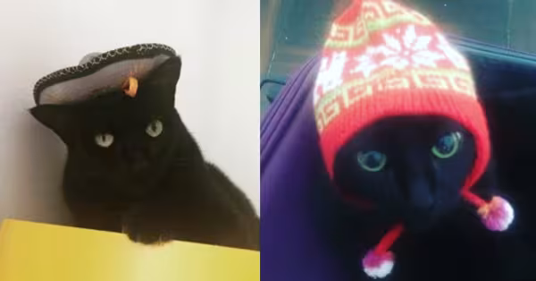 Não temos maturidade para a Zooey de touca peruana e chapéu! Seus donos contam que a Zooey é muito apegada e carinhosa