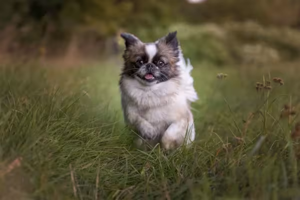 O cachorro Pequinês filhote e adulto não precisa de exercícios intensos