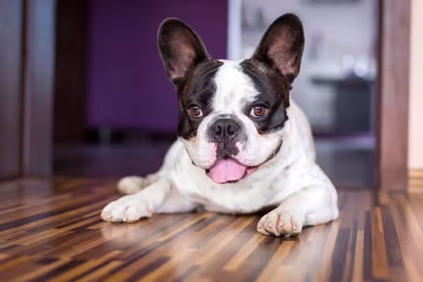 O Bulldog Francês é um ótimo acompanhante para os seus momentos de descanso