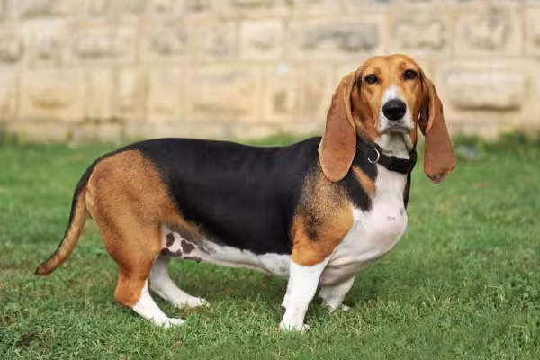 O Basset Hound não pode abusar das atividades físicas por causa da coluna