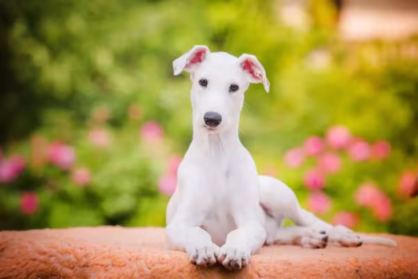 O Galgo Inglês até consegue ser super ativo, mas ele gosta mais de paz e sossego