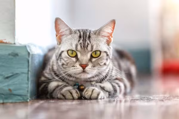 A pupila do gato fica retraída em ambientes muito claros