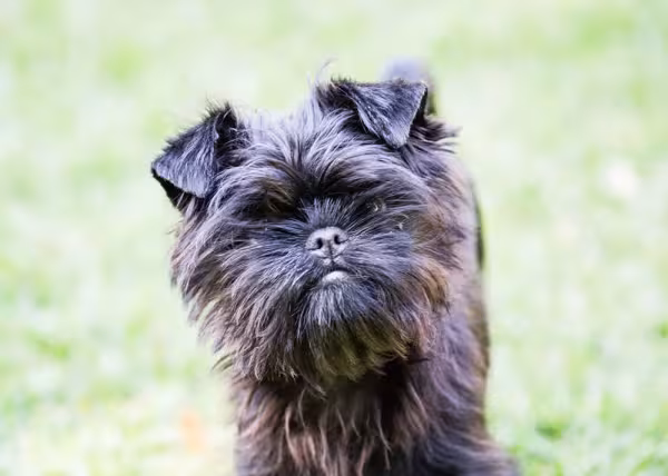 O Affenpinscher é um cachorro preto da Alemanha bastante peculiar e peludinho
