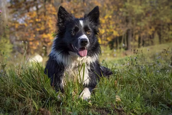 Cachorro preto: o Border Collie tem a maioria do corpo coberto por pelos pretos