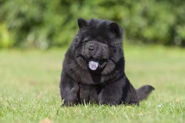 O Chow Chow preto é bem mais raro