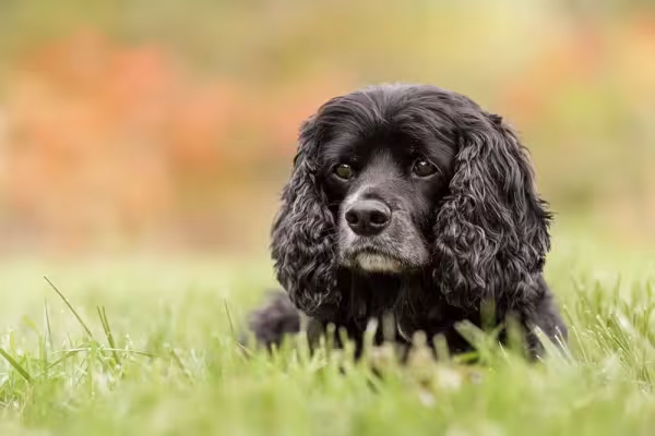O Cocker Spaniel Inglês preto é muito carismático