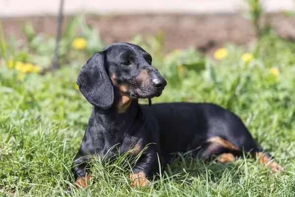 Dachshund: essa é uma das raças de cachorro preto mais populares