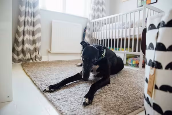 Galgo Inglês é conhecido pela velocidade e corpo atlético