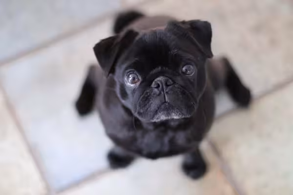 Os cachorros pretos da raça Pug são amores em forma de cães