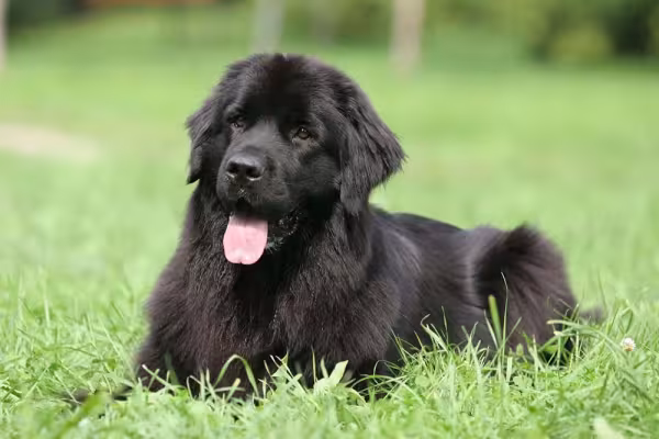 Terra Nova: raça de cachorro preto é gigante e exige muita atividade física