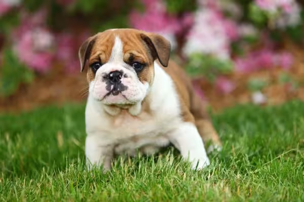 O Bulldog Inglês filhote é cheio de energia, bem diferente da fase adulta