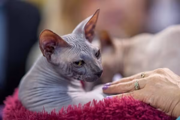 O Don Sphynx, ou Donskoy, não tem nenhum tipo de pelo em volta do seu corpo