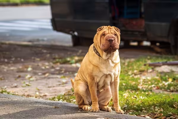 O cachorro SharPei é antigo e muito tranquilo de se conviver