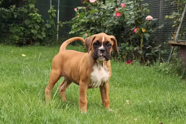 O cachorro Boxer filhote é brincalhão e inteligente