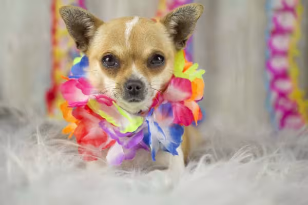 Uma fantasia de Carnaval para cachorro que nunca sai de moda é o estilo havaiano