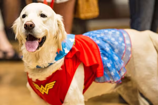 A Mulher Maravilha é, certamente, uma fonte de inspiração para fantasias de cachorro