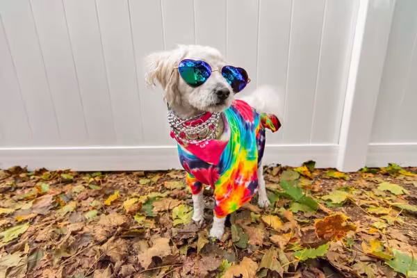 Fantasia de hippie para cachorro é uma ideia super fácil de colocar em prática