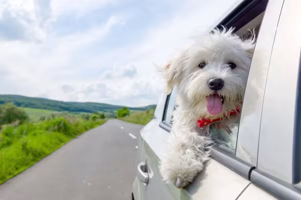 Como não se encantar pela fofura do Bichon Frisé?