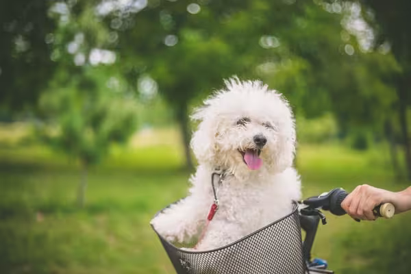 Bichon Frisé: esta raça é ótima para te acompanhar no dia a dia