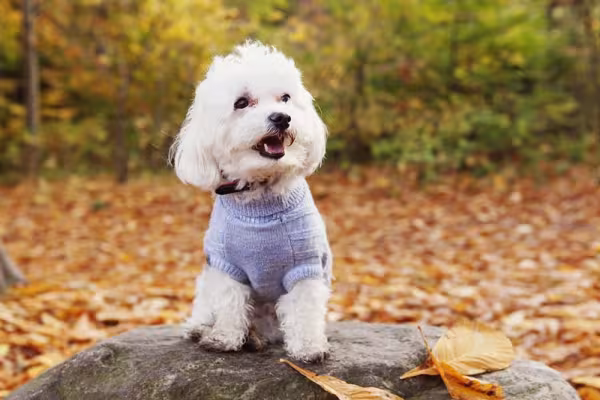 Com roupinha ou sem roupinha, o charme do Bichon Frisé é enorme!