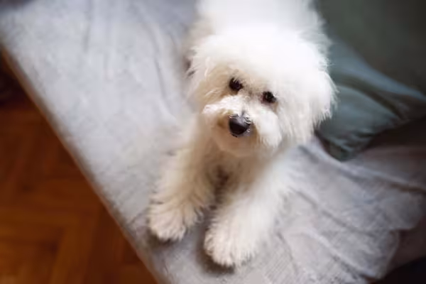 Cão Bichon Frisé: alguns bichinhos podem sofrer com ansiedade de separação