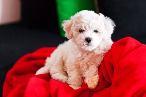 A carinha pode enganar, mas o Bichon Frisé é muito sociável