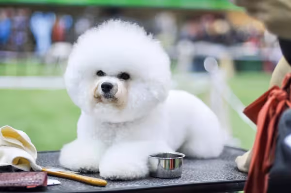A carinha de desconfiado pode enganar, mas o Bichon Frisé é bem sociável