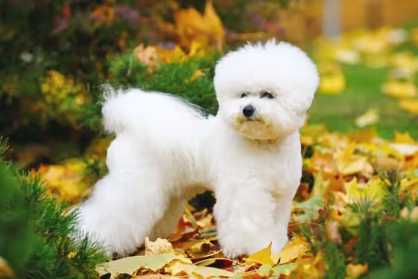 O Bichon Frisé é tão elegante que parece um modelo