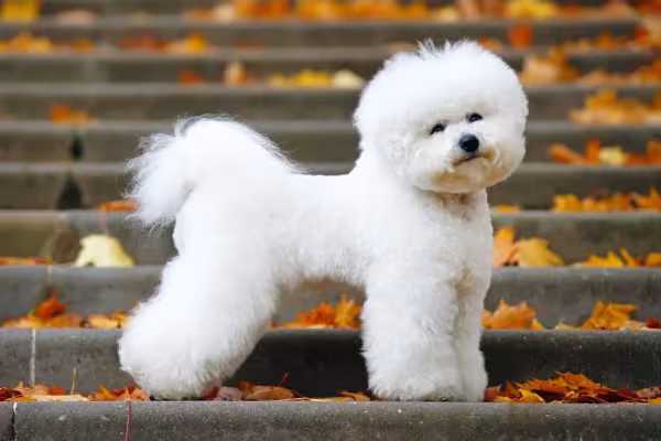 Com um semblante simpático, o Bichon Frisé conquista a todos