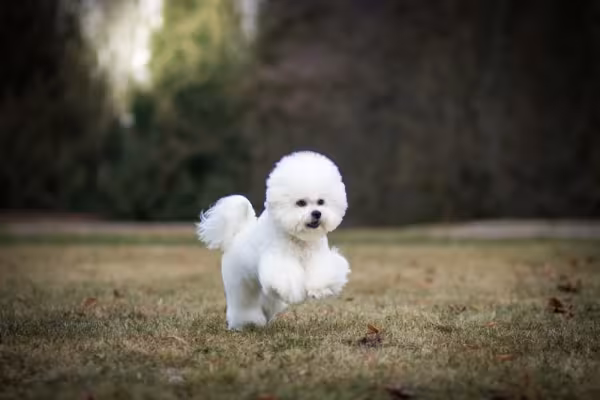 Ativos e energéticos, os cães Bichon Frisé gostam de pular e brincar