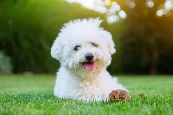Os pelos do Bichon Frisé exigem cuidados diários