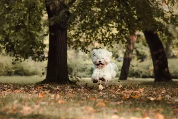 A luxação de patela é um problema comum na raça Bichon Frisé e é importante tomar certo cuidado