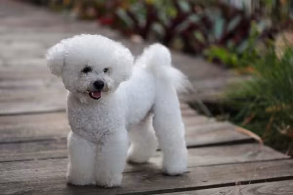 O Bichon Frisé parece um ursinho de pelúcia