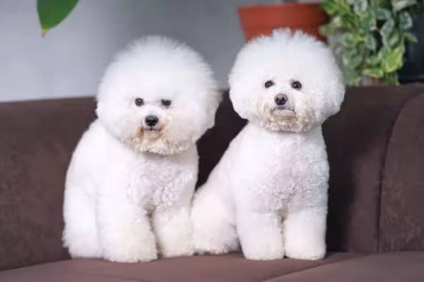 Bichon Frisé em dose dupla!