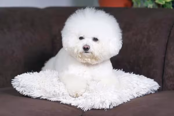 Os cães da raça Bichon Frisé também precisam descansar toda essa beleza