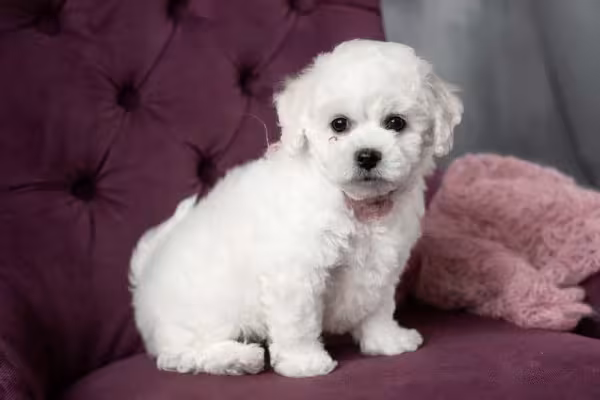Os cuidados com o pelo do Bichon Frisé fazem toda a diferença na sua aparência
