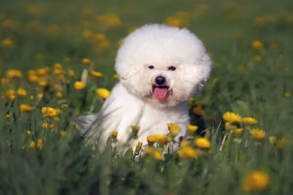 Desembaraçar os nós do Bichon Frisé é super importante