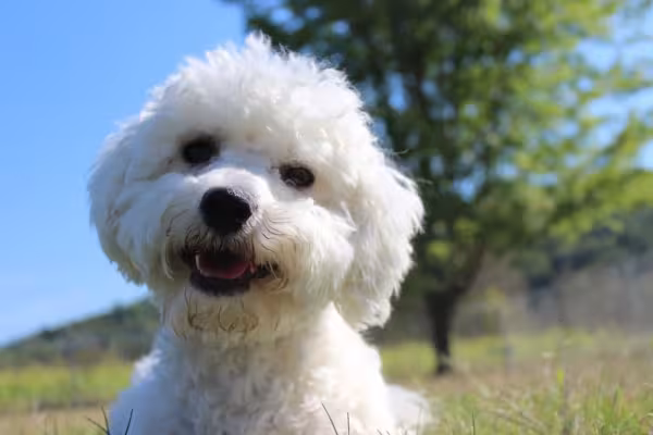 Espirituosos e carismáticos, os Bichon Frisé tem uma simpatia de outro mundo