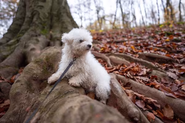 Comprar ou adotar um Bichon Frisé pode mudar a sua vida