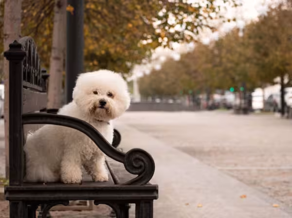 Haja vontade de apertar esse cãozinho!