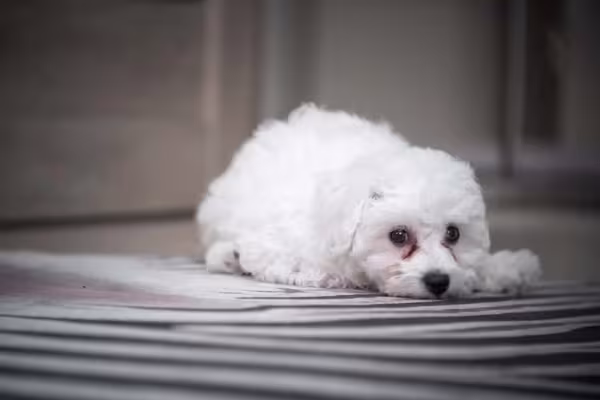 Levar o Bichon Frisé ao veterinário é importante para saber como anda a saúde dele