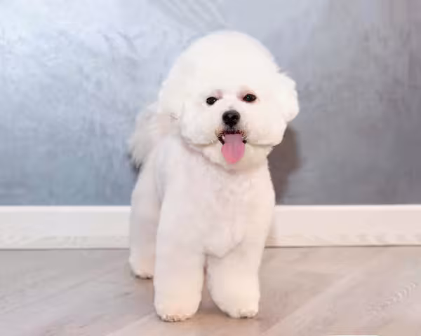 Bichon Frisé: um cãozinho irresistí­vel